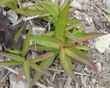 Lactuca sibirica