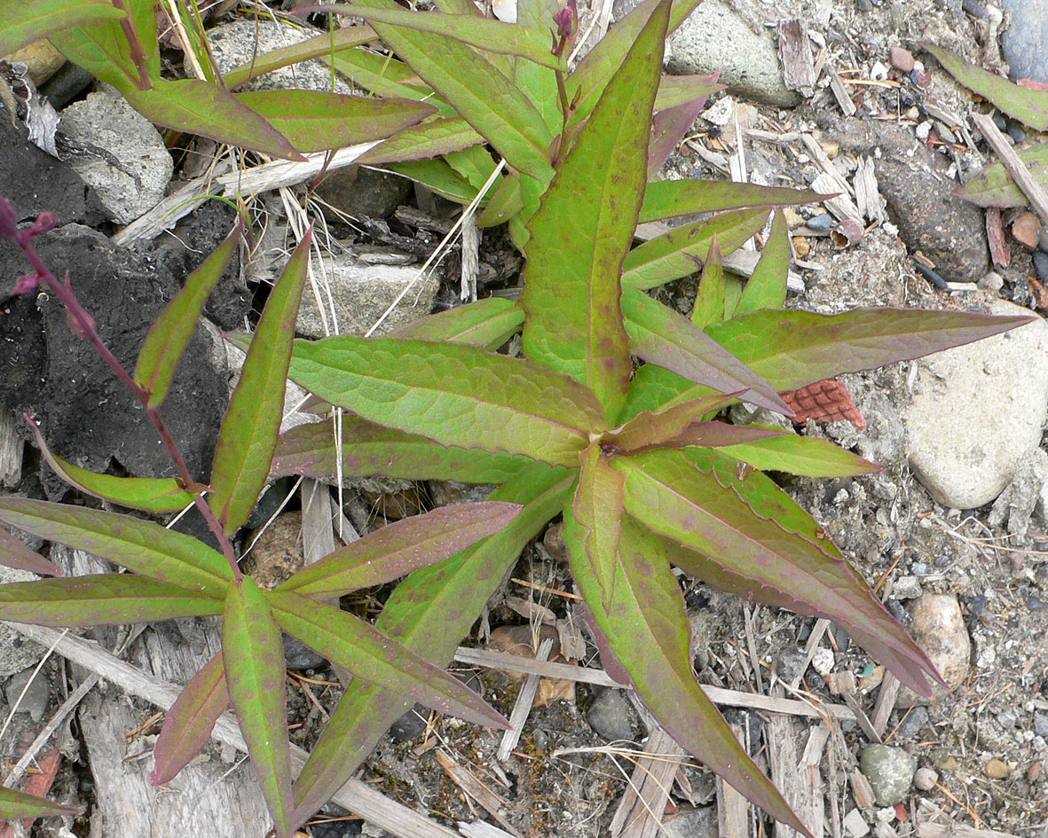 Image of Lactuca sibirica specimen.