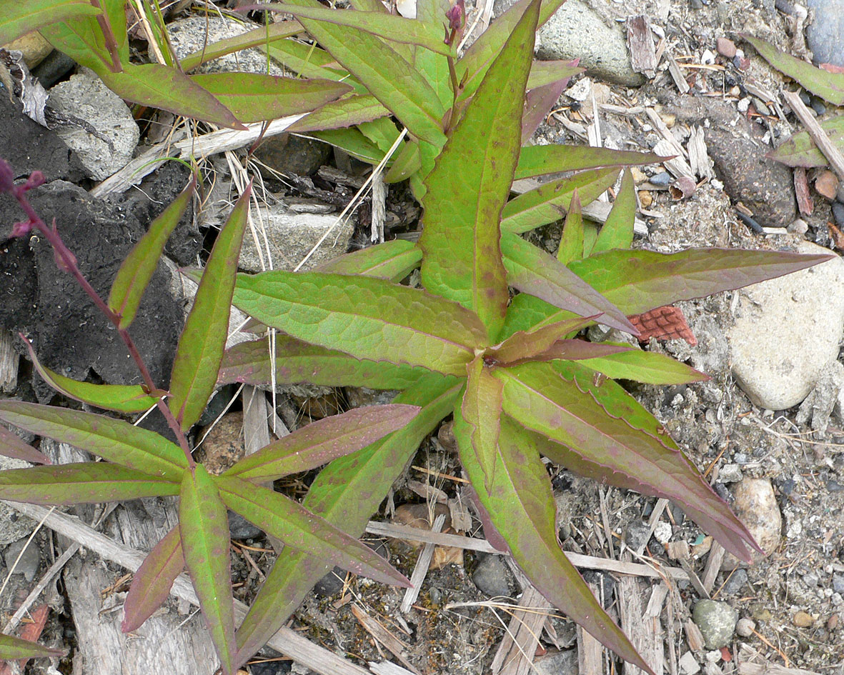 Изображение особи Lactuca sibirica.