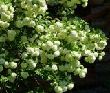 Viburnum opulus f. roseum