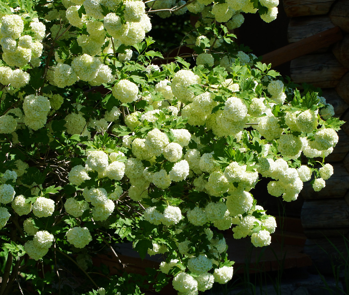 Image of Viburnum opulus f. roseum specimen.