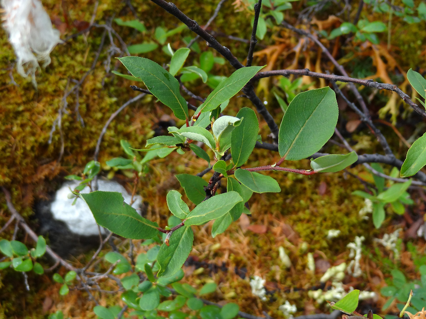 Изображение особи Salix hastata.