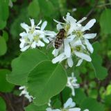 Amelanchier alnifolia