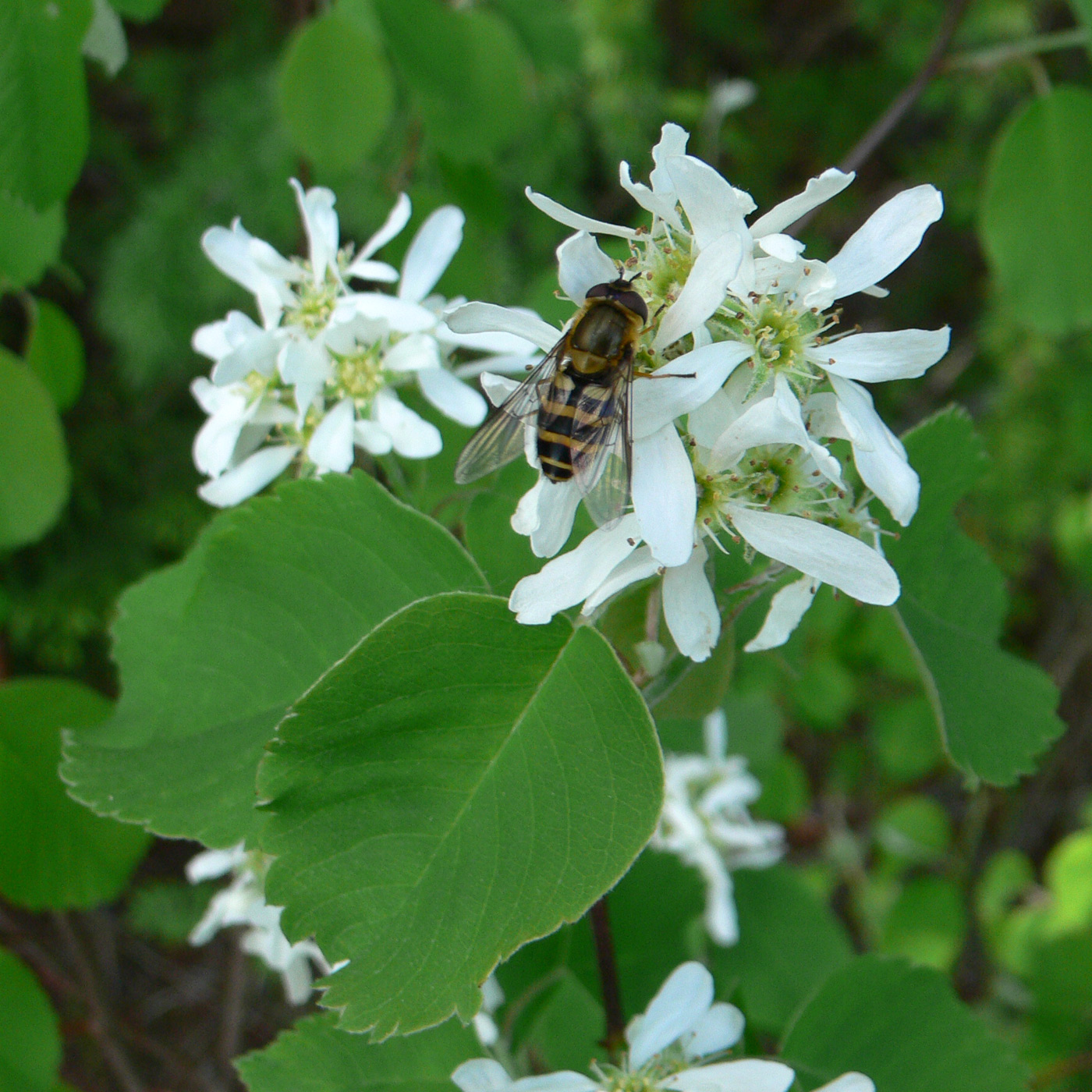 Image of Amelanchier alnifolia specimen.