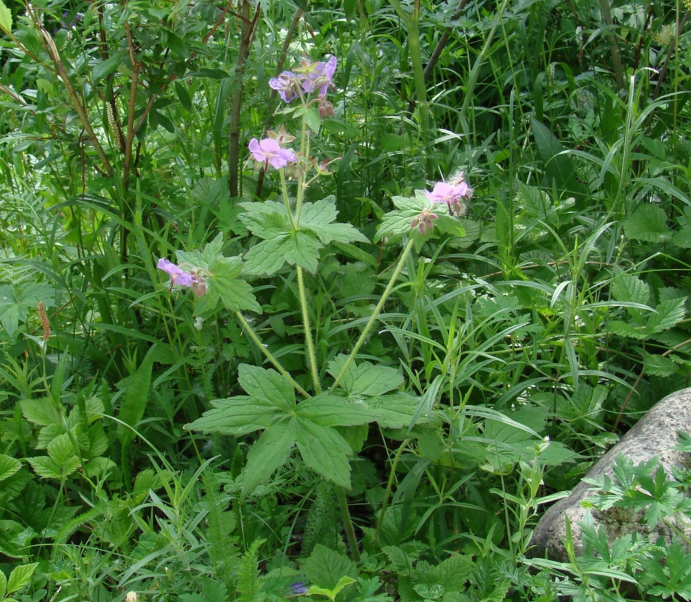 Image of Geranium platyanthum specimen.
