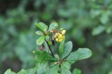 Berberis vulgaris. Верхушка цветущей ветви. Грузия, Боржоми-Харагаульский национальный парк, дно долины руч. Квабисхеви, ≈ 1150 м н.у.м. 26.05.2018.