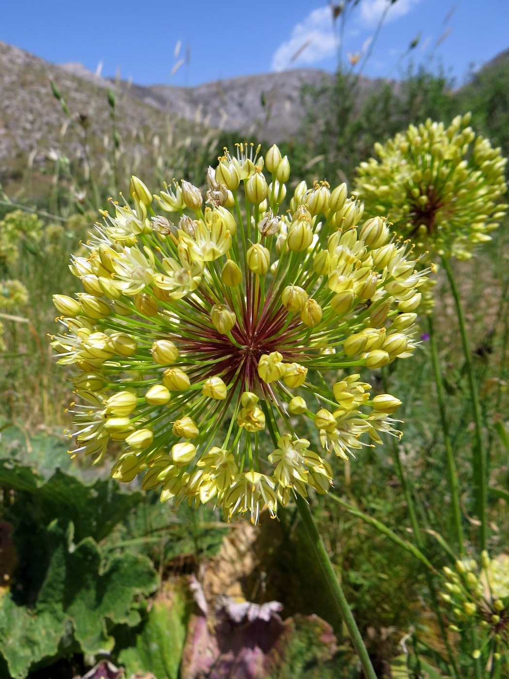 Image of Allium eriocoleum specimen.