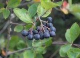 &times; Sorbaronia mitschurinii