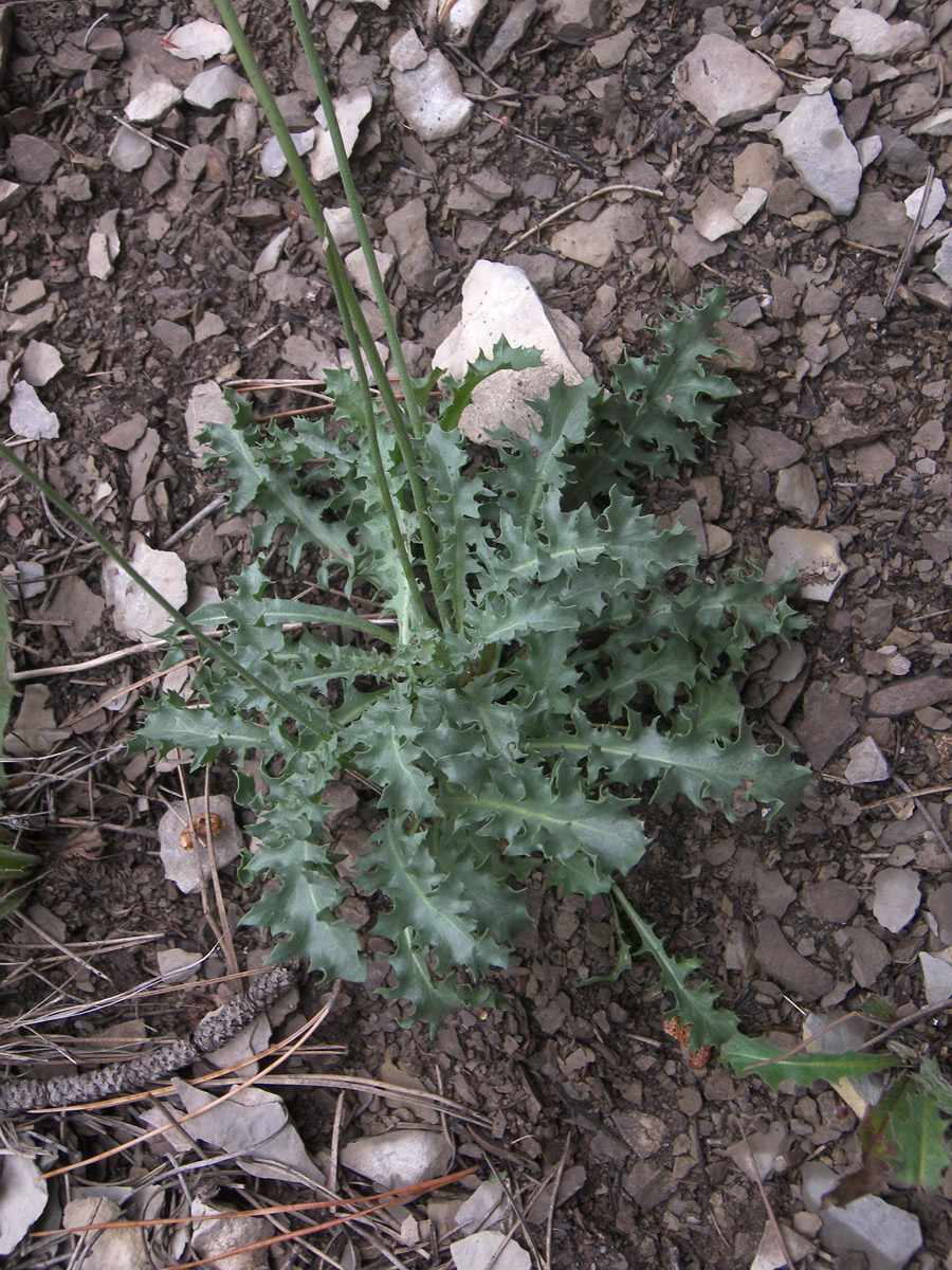 Изображение особи Lagoseris callicephala.