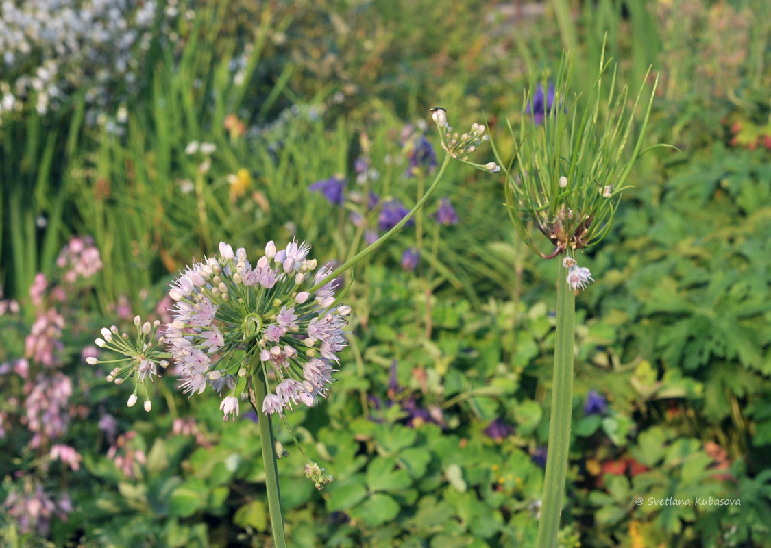 Image of Allium nutans specimen.