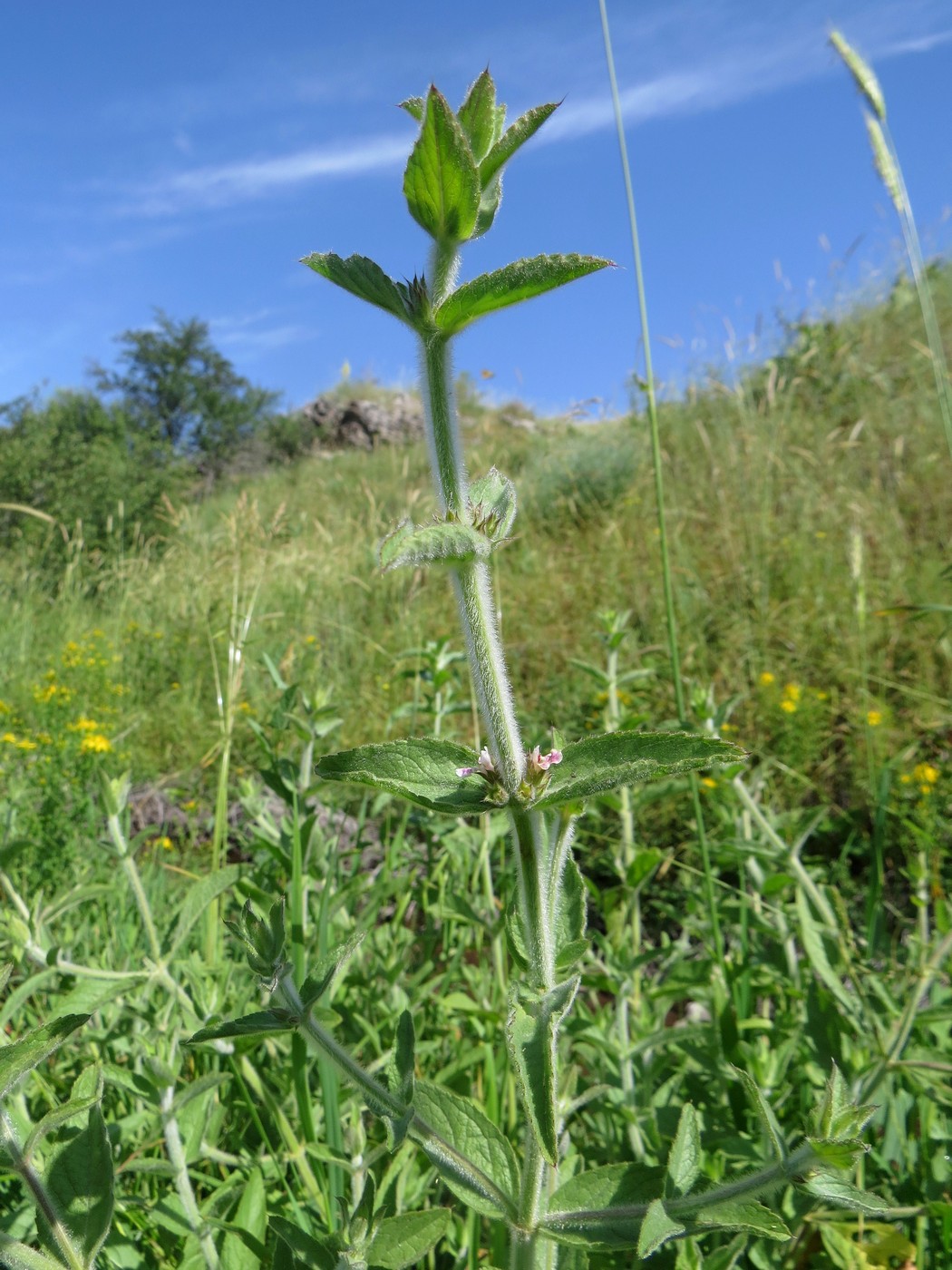 Image of Stachys setifera specimen.