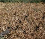 Phaseolus vulgaris. Засыхающие плодоносящие растения со зрелыми плодами. Казахстан, Восточно-Казахстанская обл., Уланский р-н, с. Украинка, дачный участок. 10.09.2010.