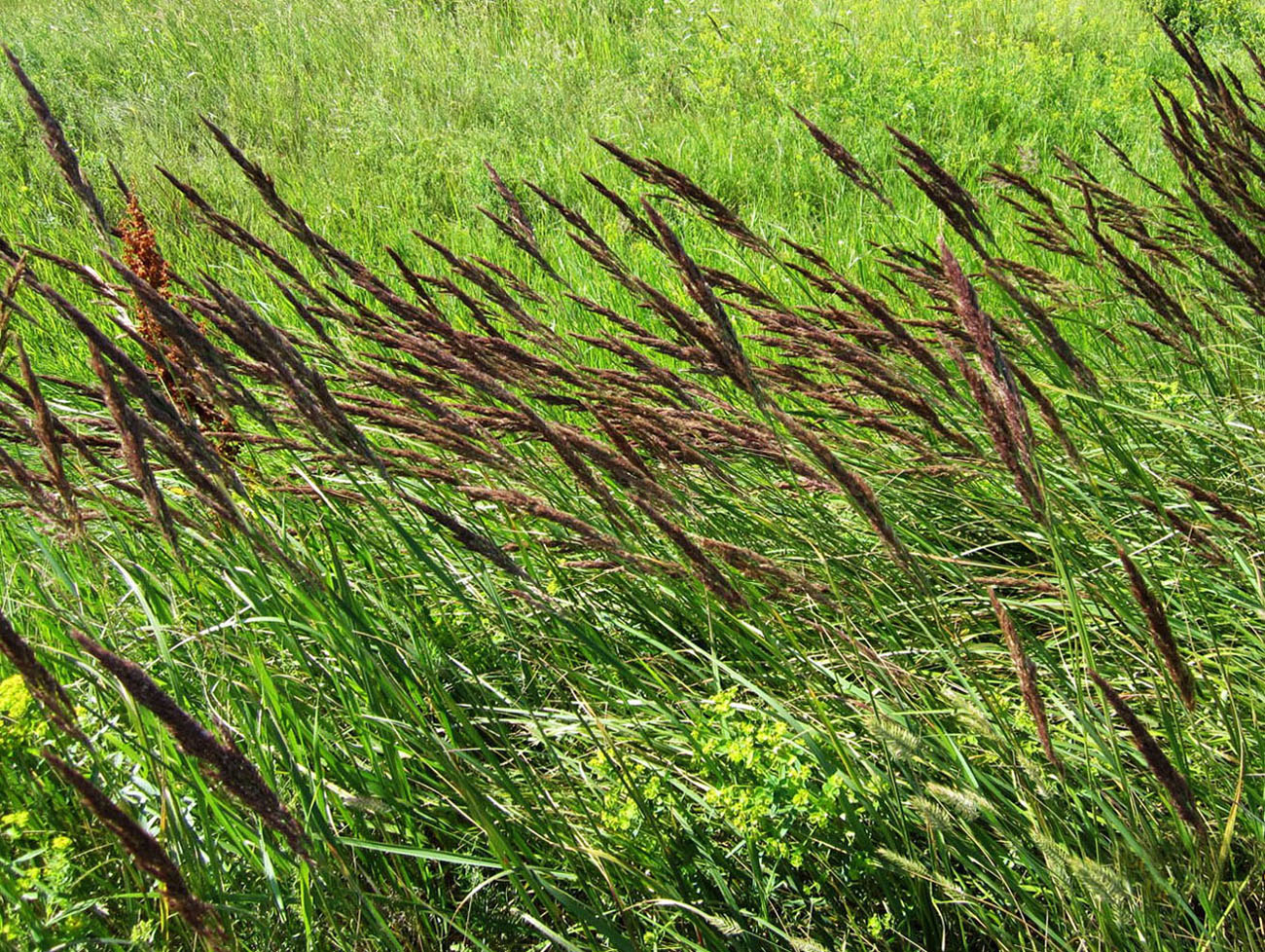 Изображение особи Calamagrostis epigeios.