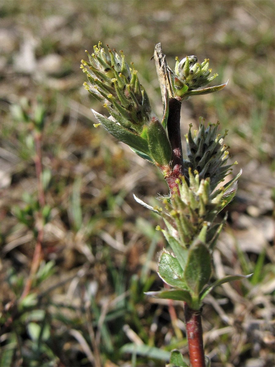 Image of Salix repens specimen.