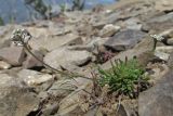 Teesdalia coronopifolia. Цветущее растение. Южный Берег Крыма, северный склон горы Аю-Даг. 28.04.2019.