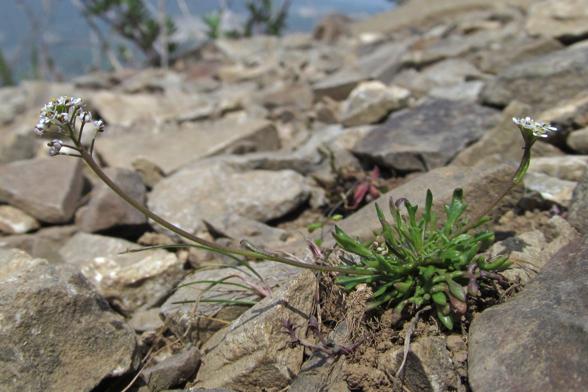 Image of Teesdalia coronopifolia specimen.