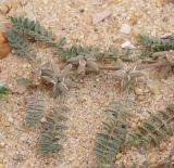 Image of specimen