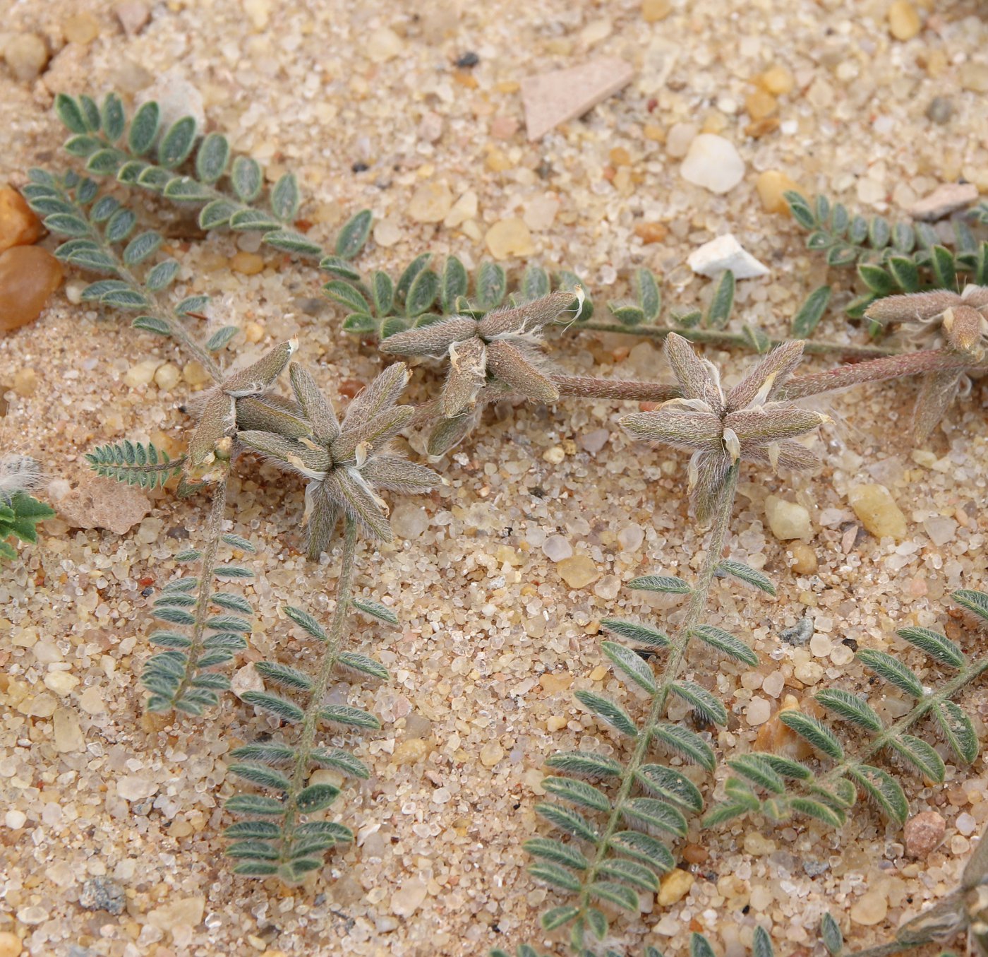 Изображение особи Astragalus tribuloides.