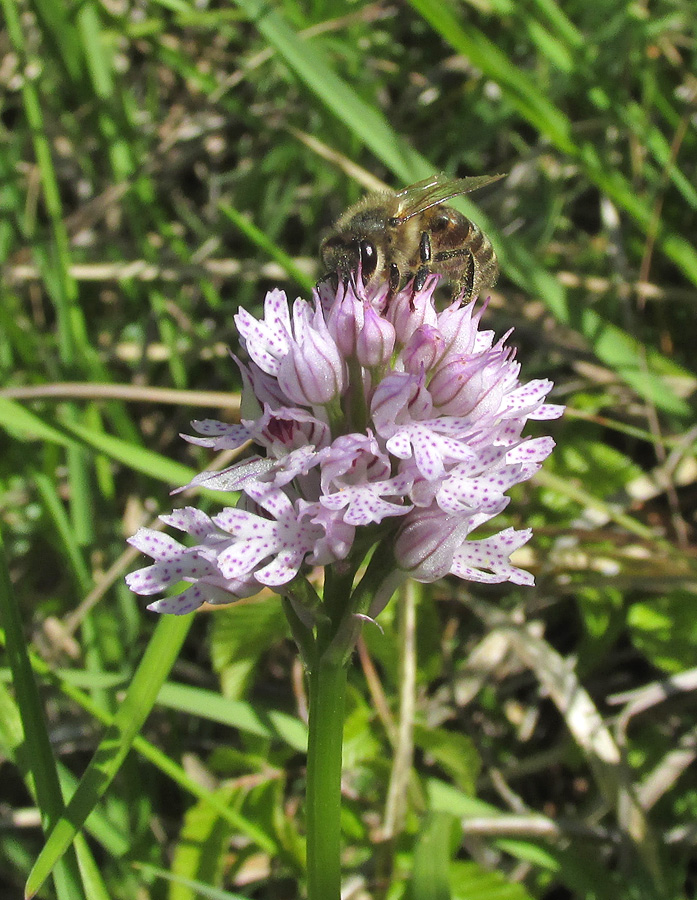 Изображение особи Neotinea tridentata.