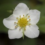 Fragaria viridis. Цветок. Саратов, Кумысная поляна, широколиственный лес (дуб, клён), небольшая поляна. 22.05.2019.