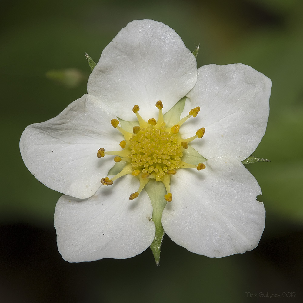 Изображение особи Fragaria viridis.