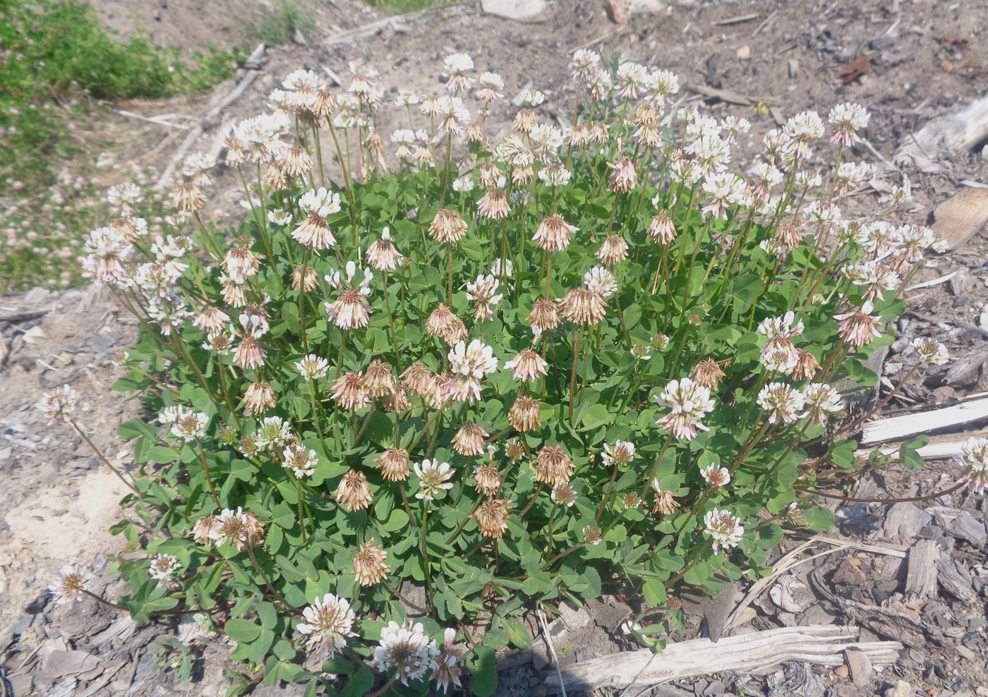 Изображение особи Trifolium repens.