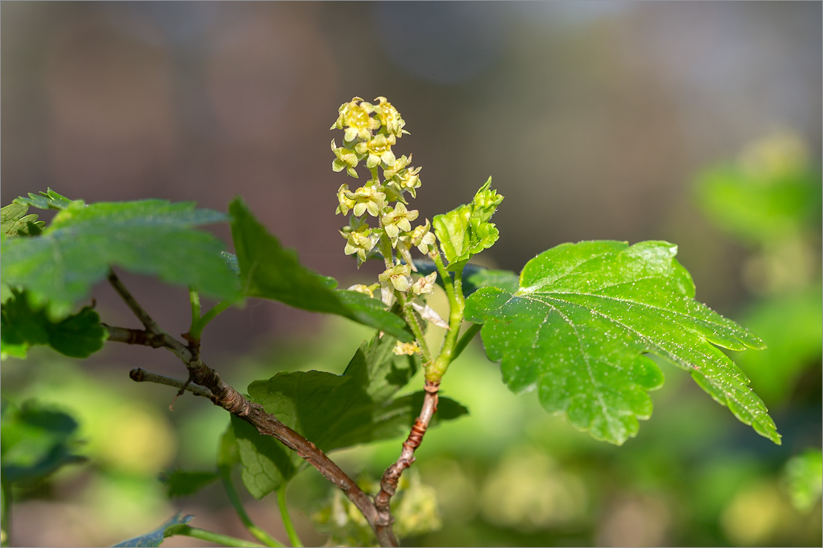 Изображение особи Ribes alpinum.