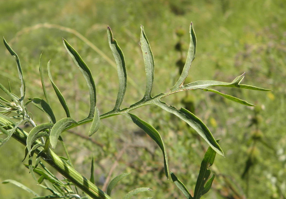 Изображение особи Centaurea rigidifolia.