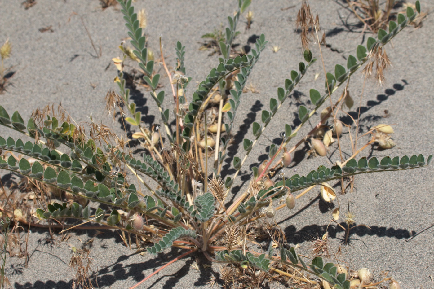 Изображение особи Astragalus rubellus.