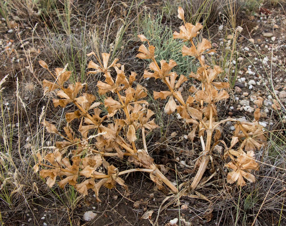 Image of genus Paraeremostachys specimen.