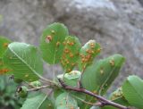 Amelanchier ovalis. Верхушка ветви с незрелыми плодами; видны листья снизу (поражены ржавчинным грибом). Кабардино-Балкария, Эльбрусский р-н, окр. г. Тырныауз, ок. 1400 м н.у.м., скальный выход. 05.07.2019.