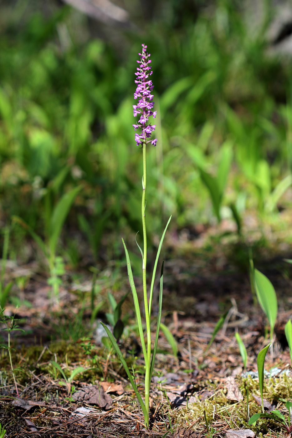 Изображение особи Gymnadenia conopsea.