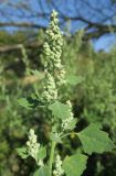 Chenopodium opulifolium. Верхняя часть растения с соцветиями (в стадии начала цветения). Украина, г. Луганск, балка Мощинский яр, основание склона юго-восточной эксп. 26.08.2019.