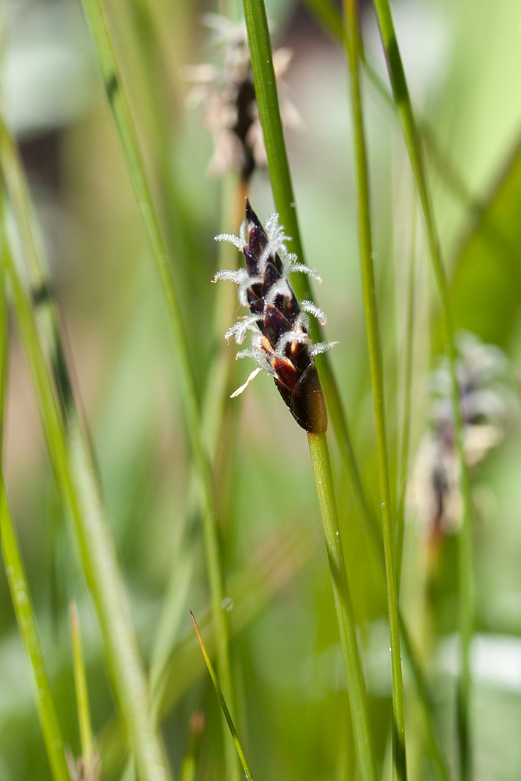 Изображение особи Eleocharis fennica.