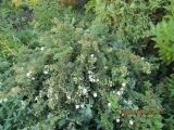 Dasiphora fruticosa. Цветущее растение. Волгоград, Ботсад ВГСПУ. 05.09.2019.