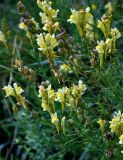 Linaria vulgaris. Верхушки побегов с соцветиями и соплодиями. Челябинская обл., Кыштымский гор. округ, гора Сугомак, ≈ 600 м н.у.м., луговой склон. 04.08.2019.