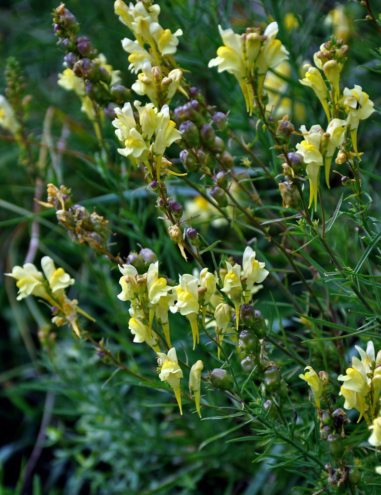 Изображение особи Linaria vulgaris.