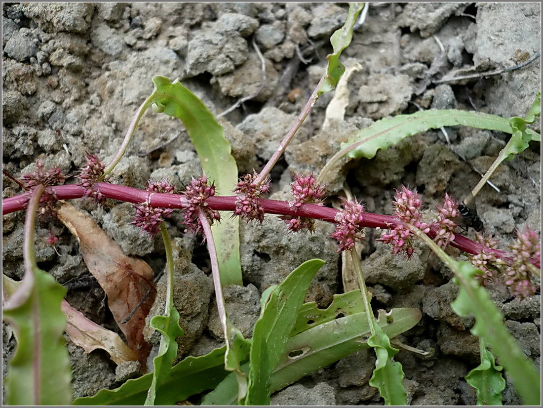 Изображение особи Rumex ucranicus.