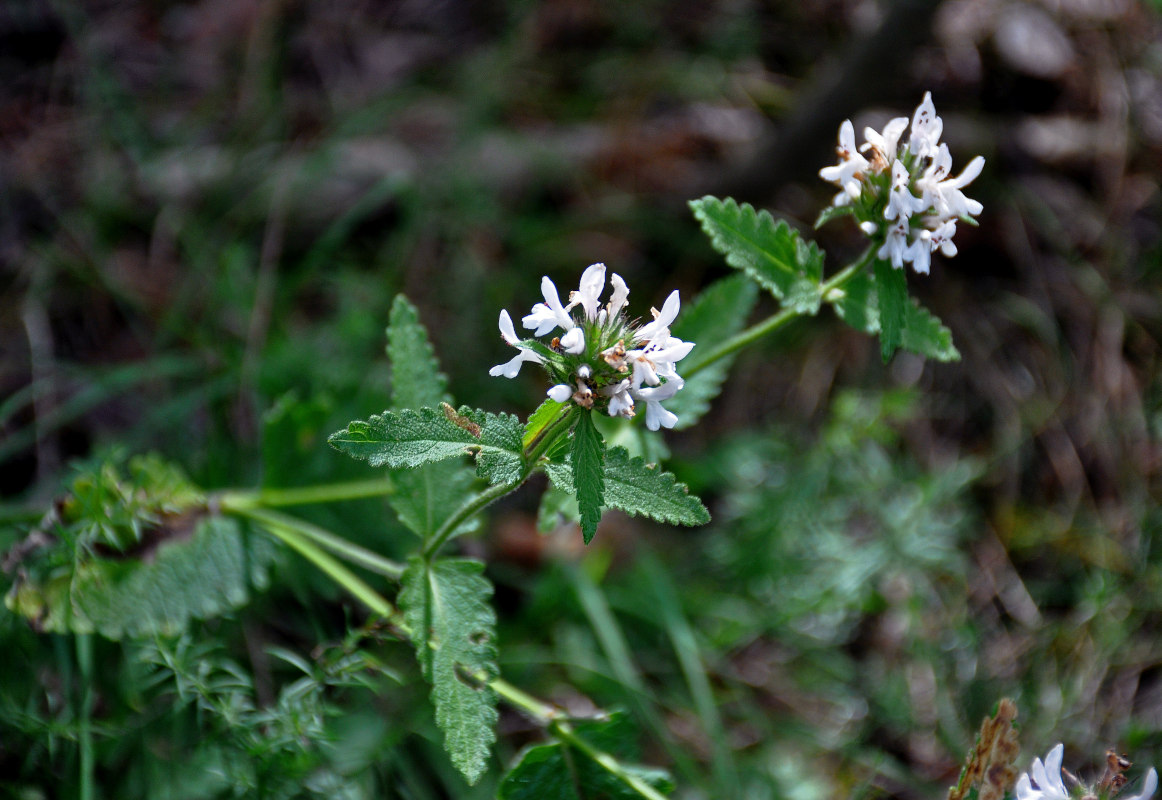 Image of Betonica scardica specimen.