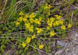 Sedum sexangulare