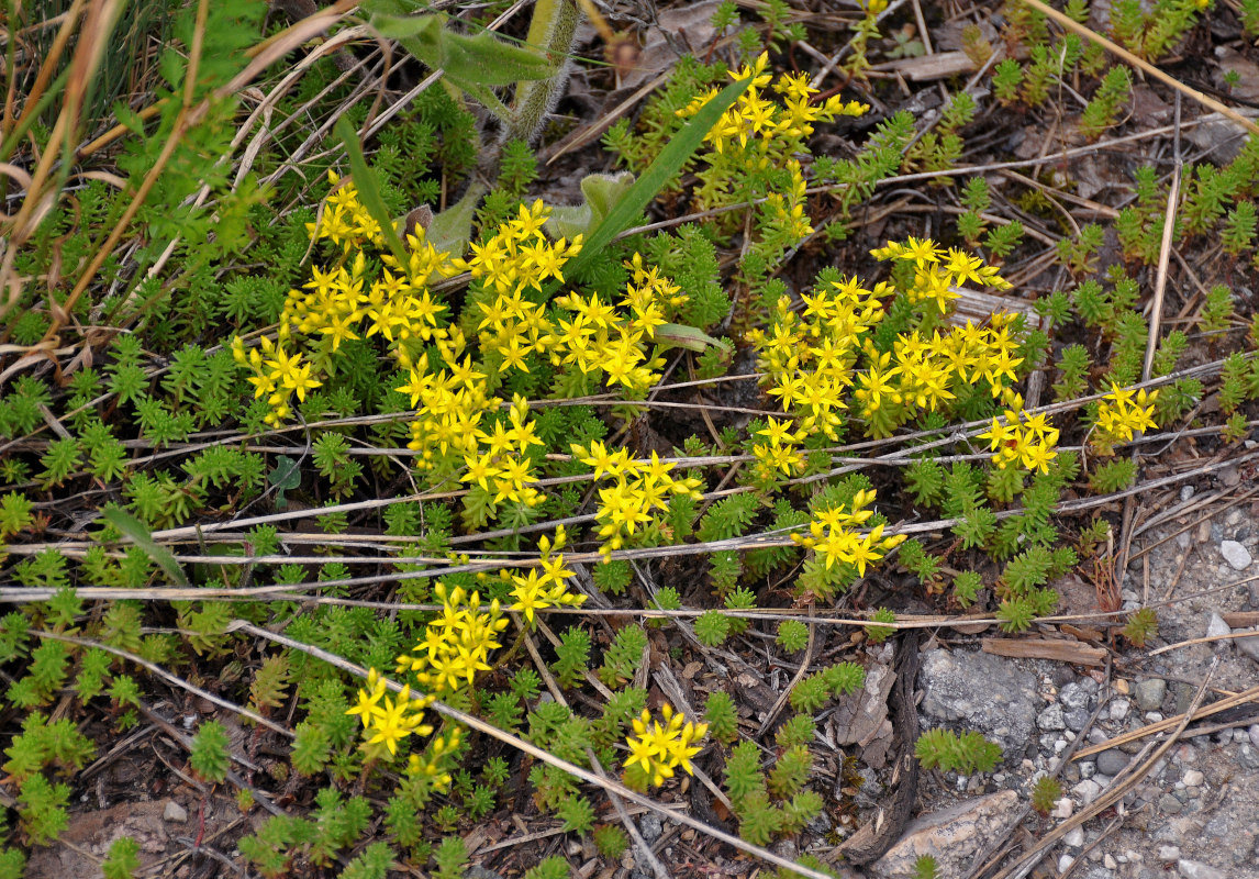 Изображение особи Sedum sexangulare.