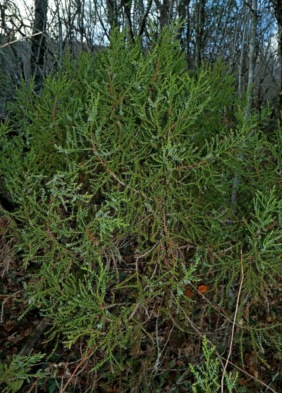 Image of Juniperus foetidissima specimen.