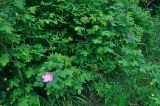 Rosa acicularis