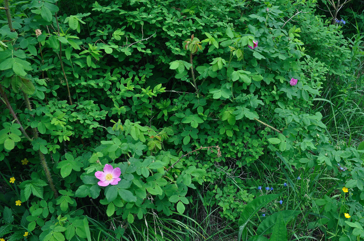 Изображение особи Rosa acicularis.