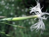 Dianthus pseudosquarrosus