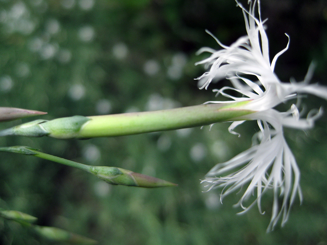 Изображение особи Dianthus pseudosquarrosus.