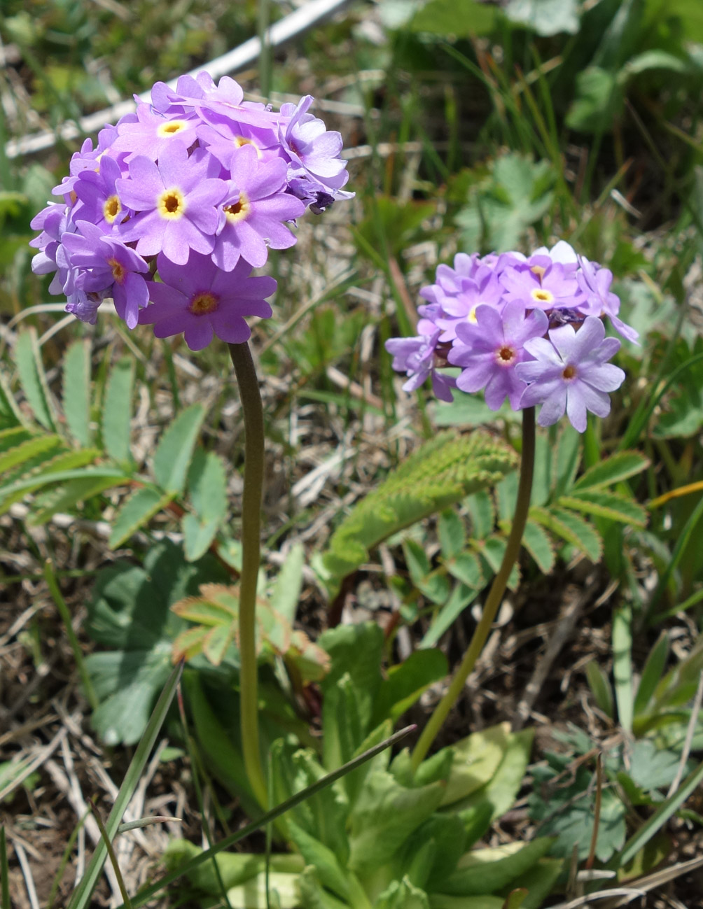 Image of Primula algida specimen.