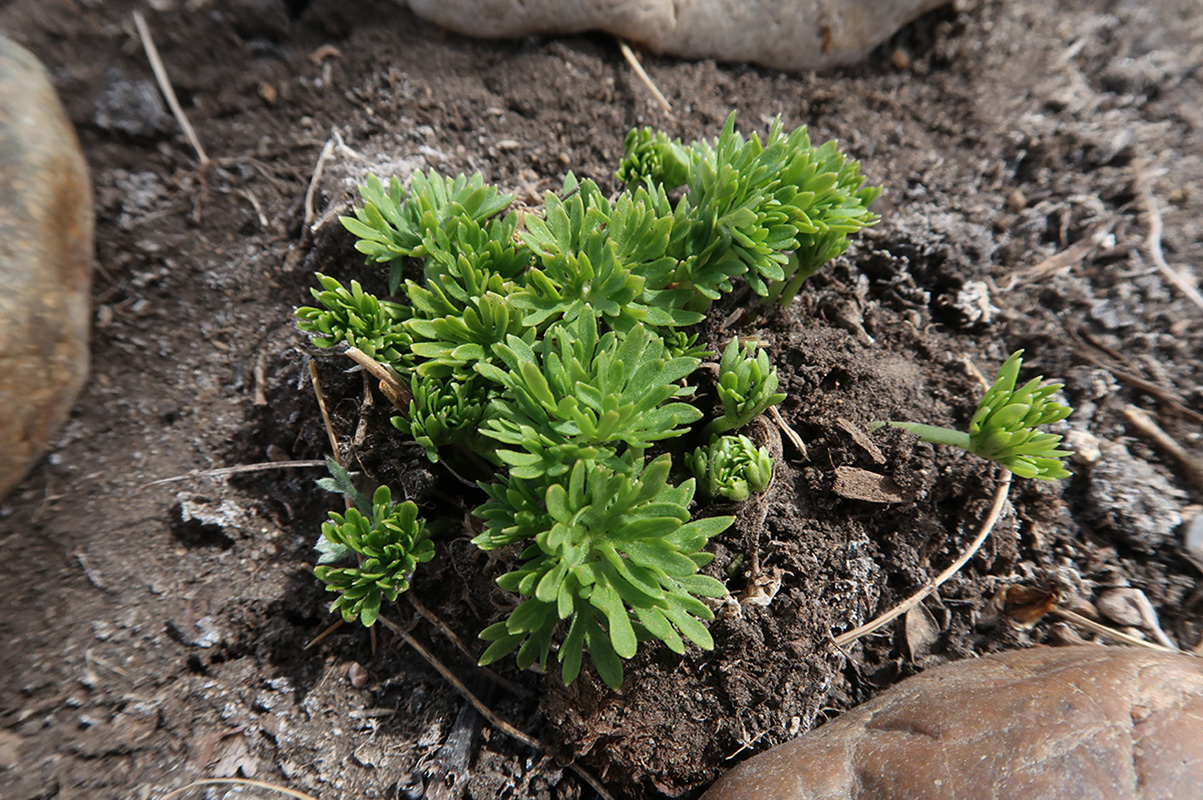 Image of Delphinium grandiflorum specimen.