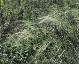 genus Stipa