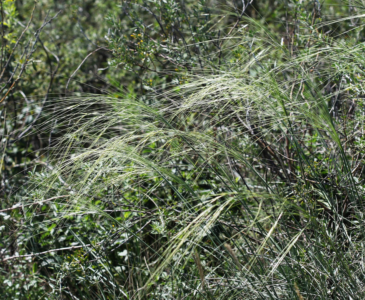 Изображение особи род Stipa.